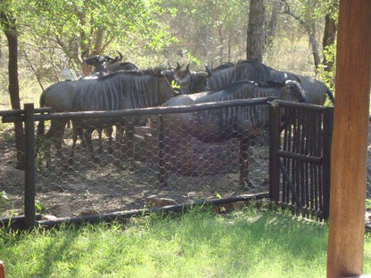 Absolute Safari Guest Lodge Marloth Park Mpumalanga South Africa Water Buffalo, Mammal, Animal, Herbivore