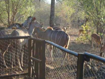 Absolute Safari Guest Lodge Marloth Park Mpumalanga South Africa Animal