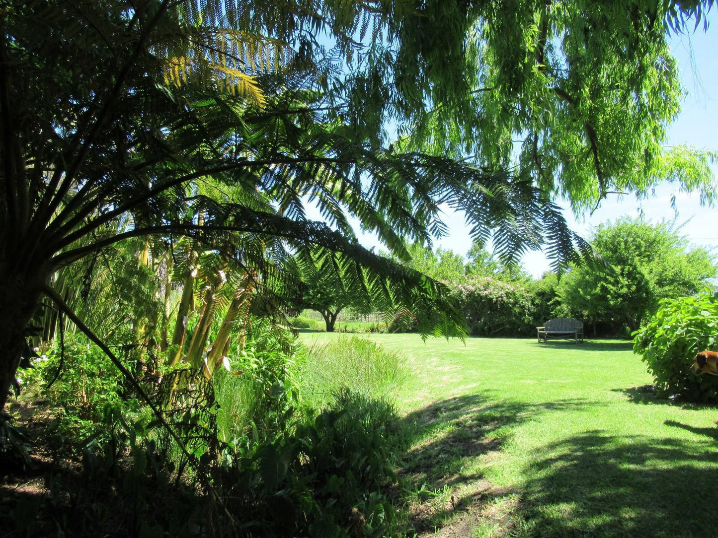 Acara Guest Cottages, Palm Tree, Plant, Nature, Wood, Tree, Garden