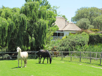 Acara Guest Cottages, Animal