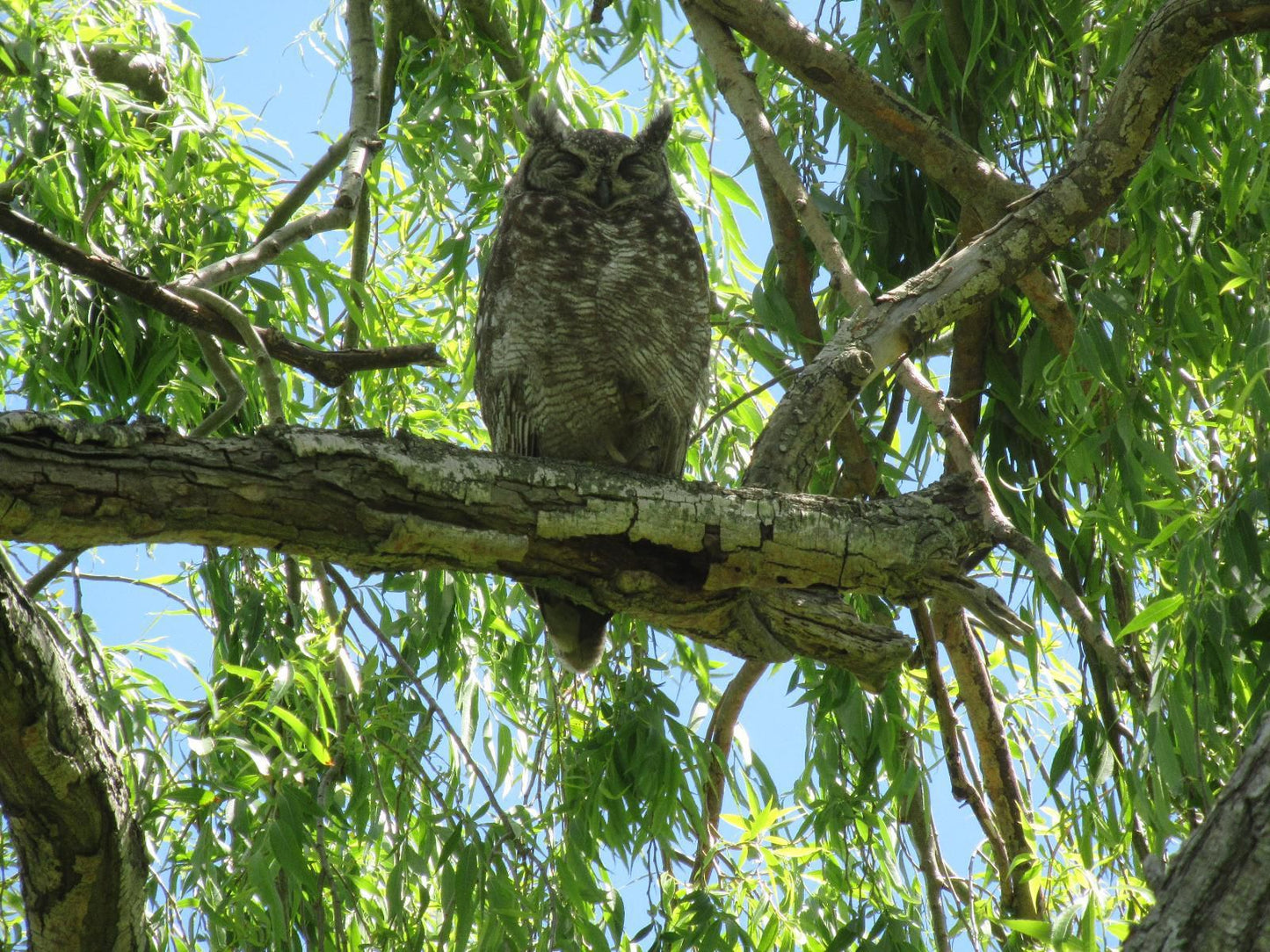 Acara Guest Cottages, Owl, Bird, Animal, Predator