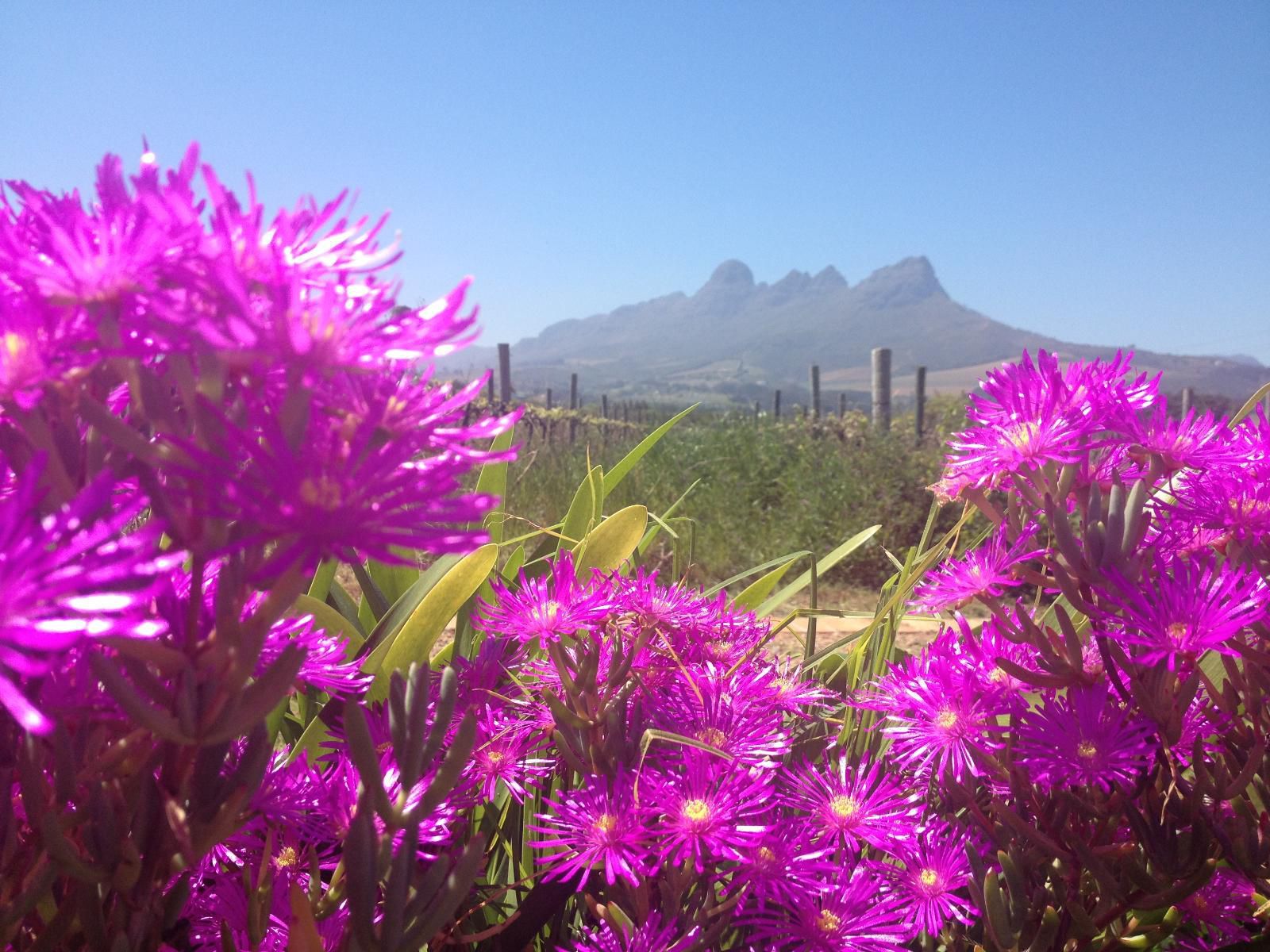 Acara Guest Cottages, Colorful, Plant, Nature