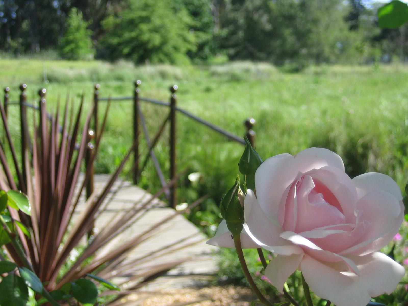 Acara Guest Cottages, Lavender Cottage, Flower, Plant, Nature, Meadow, Rose, Garden