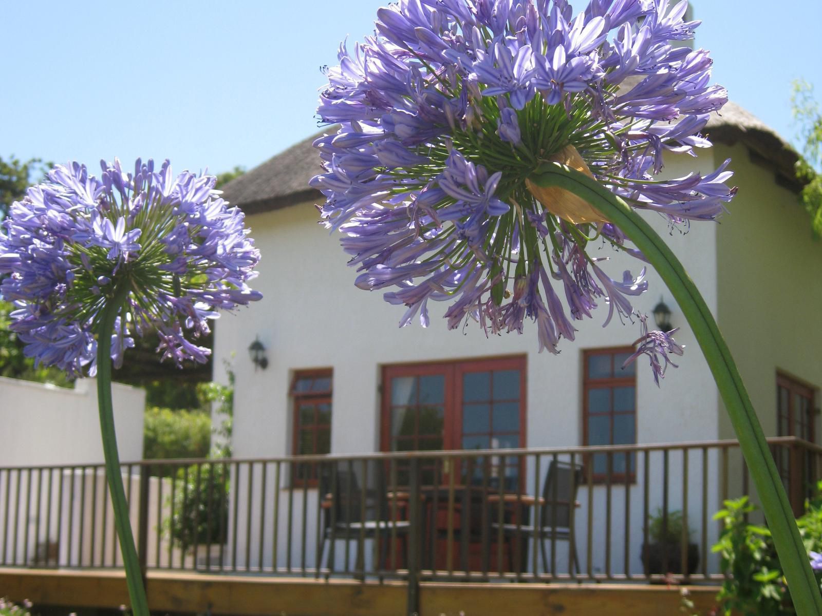 Acara Guest Cottages, Willow Tree Cottage, House, Building, Architecture, Plant, Nature