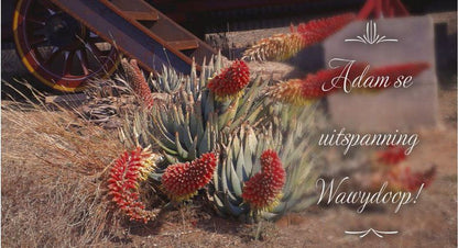 Adam Se Uitspanning Orania Northern Cape South Africa Cactus, Plant, Nature, Pineapple, Fruit, Food