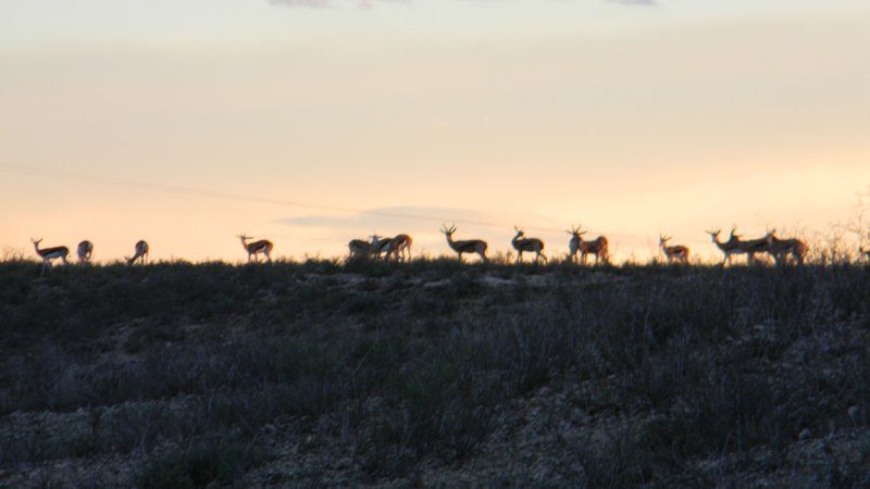 Adam Se Uitspanning Orania Northern Cape South Africa Deer, Mammal, Animal, Herbivore