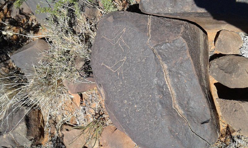 Adam Se Uitspanning Orania Northern Cape South Africa Cactus, Plant, Nature, Stone Texture, Texture