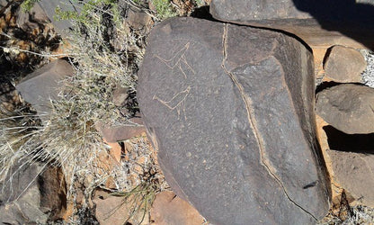 Adam Se Uitspanning Orania Northern Cape South Africa Cactus, Plant, Nature, Stone Texture, Texture