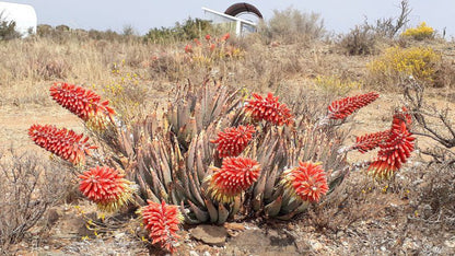 Adam Se Uitspanning Orania Northern Cape South Africa Cactus, Plant, Nature, Desert, Sand