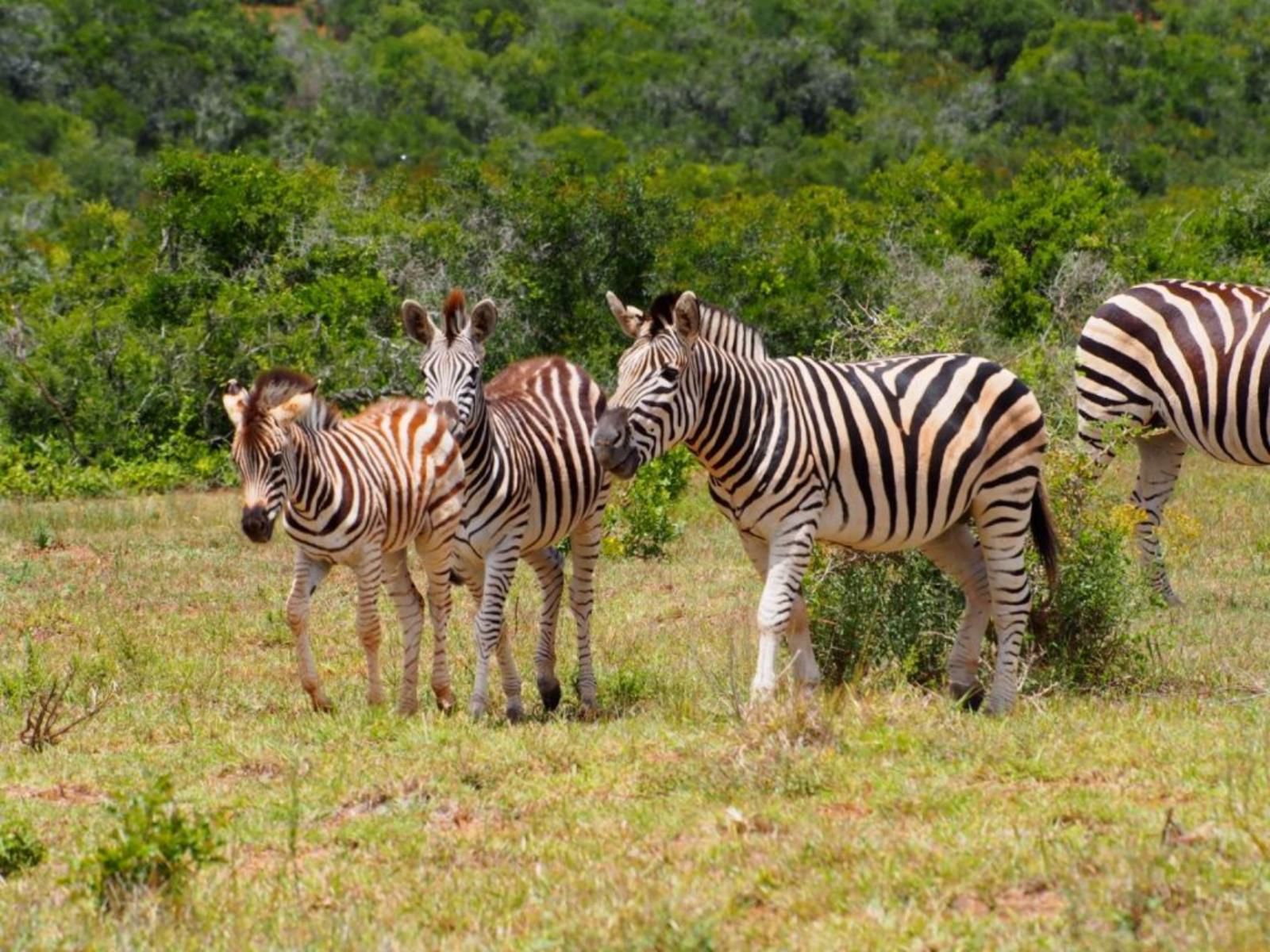 Addo African Home Restaurant And Safari Addo Eastern Cape South Africa Zebra, Mammal, Animal, Herbivore