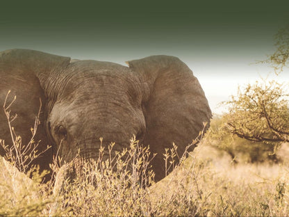 Addo African Home Restaurant And Safari Addo Eastern Cape South Africa Sepia Tones, Rhino, Mammal, Animal, Herbivore