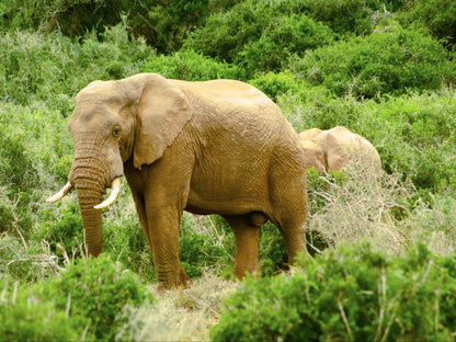 Addo African Home Restaurant And Safari Addo Eastern Cape South Africa Colorful, Elephant, Mammal, Animal, Herbivore