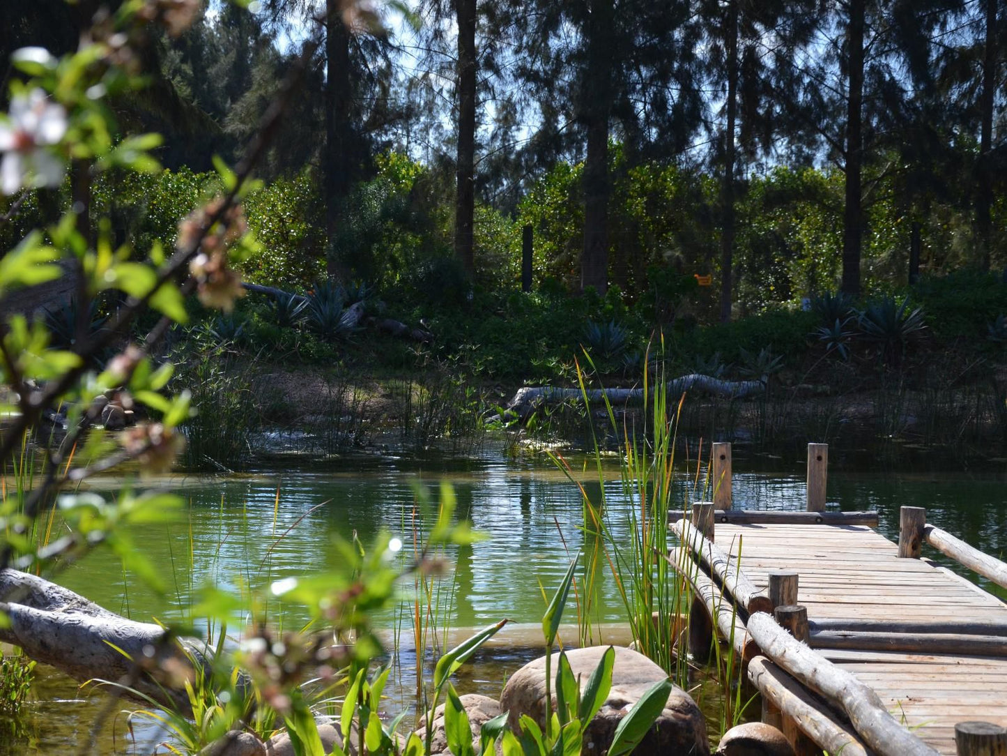 Addo African Home Restaurant And Safari Addo Eastern Cape South Africa Palm Tree, Plant, Nature, Wood, River, Waters, Garden