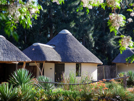 Deluxe Rondawel @ Addo African Home, Restaurant & Safari