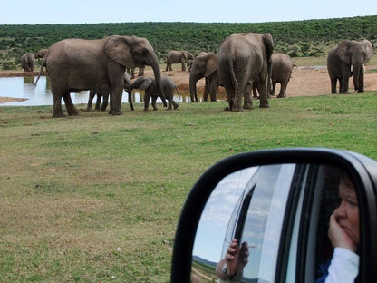 Addo Riverbank On Sundays 2 Night Safari Package Colchester Eastern Cape South Africa Elephant, Mammal, Animal, Herbivore