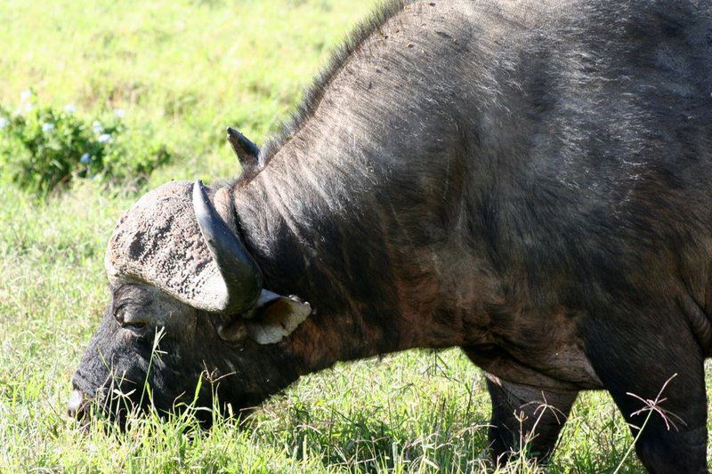 Addo Riverbank On Sundays 2 Night Safari Package Colchester Eastern Cape South Africa Bison, Mammal, Animal, Herbivore, Water Buffalo