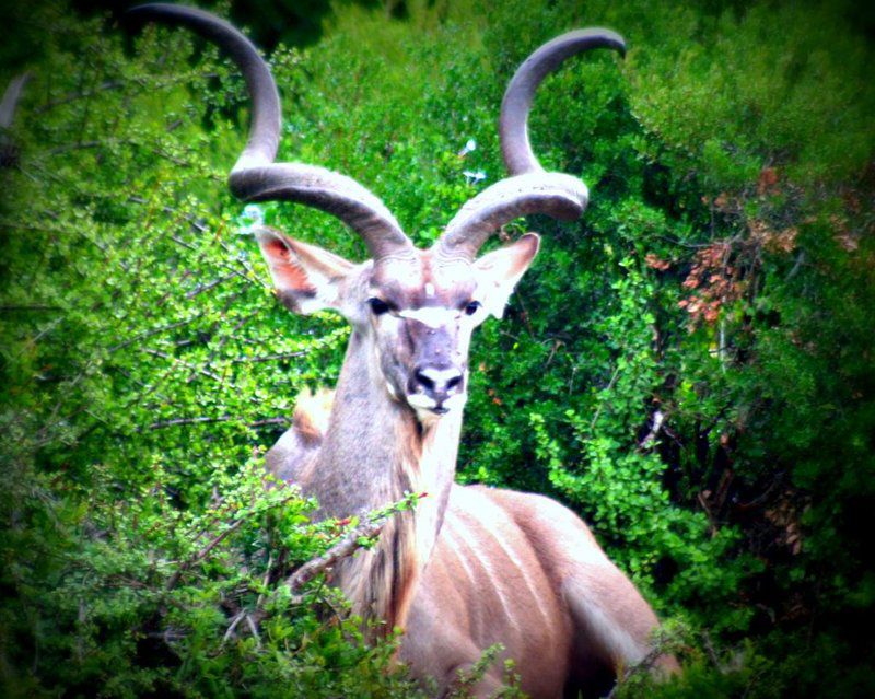 Addo Riverbank On Sundays 2 Night Safari Package Colchester Eastern Cape South Africa Animal