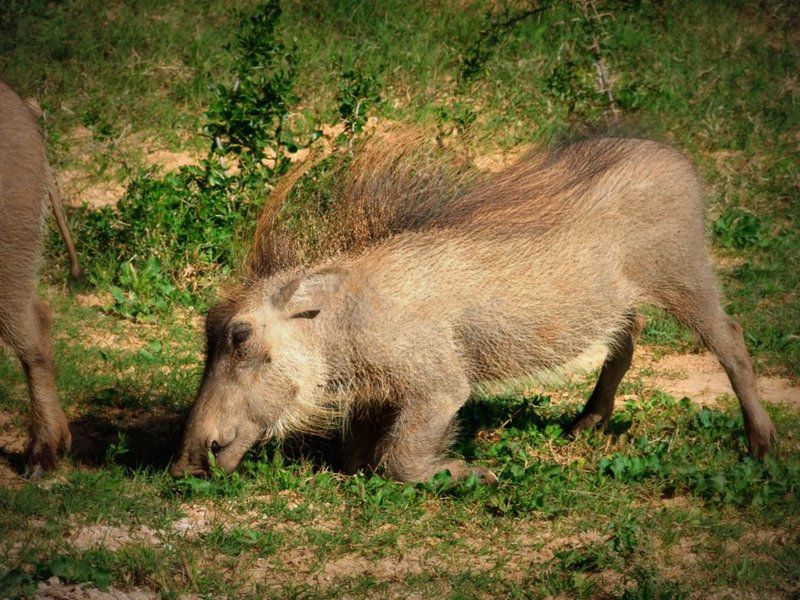 Addo Riverbank On Sundays 2 Night Safari Package Colchester Eastern Cape South Africa Boar, Mammal, Animal, Herbivore