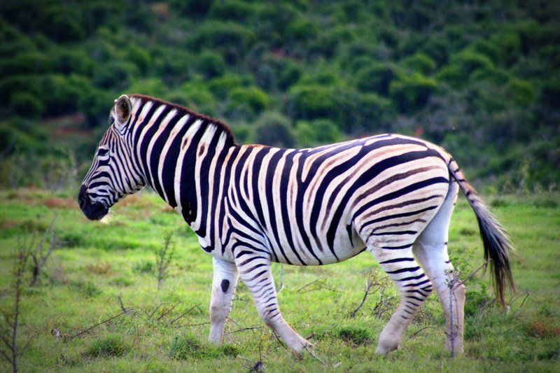 Addo Riverbank On Sundays 2 Night Safari Package Colchester Eastern Cape South Africa Zebra, Mammal, Animal, Herbivore