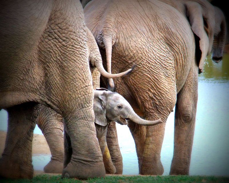 Addo Riverbank On Sundays 2 Night Safari Package Colchester Eastern Cape South Africa Elephant, Mammal, Animal, Herbivore