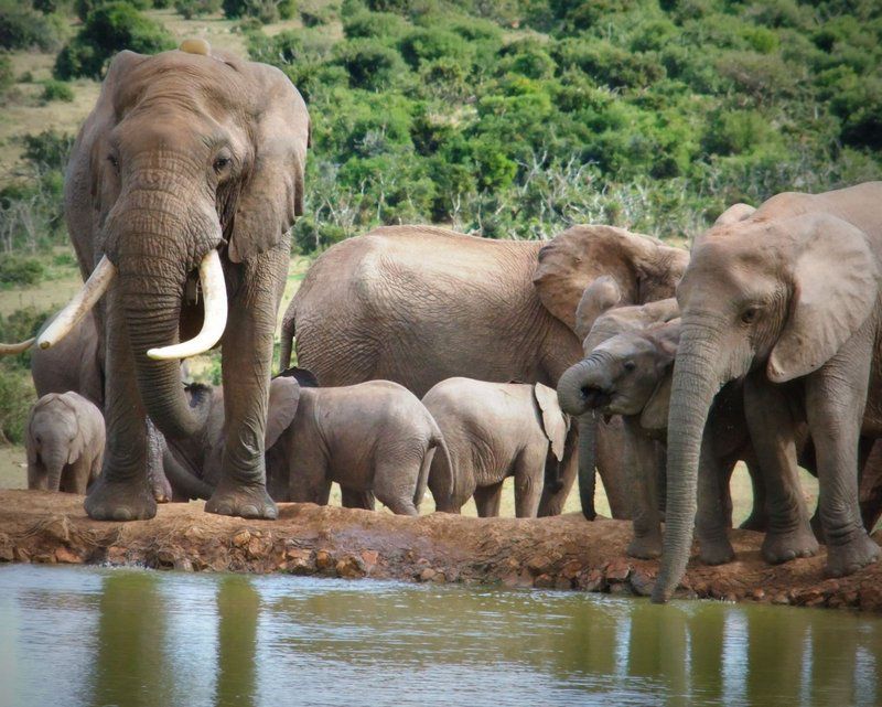 Addo Riverbank On Sundays 2 Night Safari Package Colchester Eastern Cape South Africa Elephant, Mammal, Animal, Herbivore