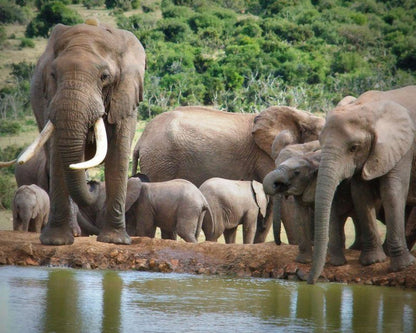 Addo Riverbank On Sundays 2 Night Safari Package Colchester Eastern Cape South Africa Elephant, Mammal, Animal, Herbivore