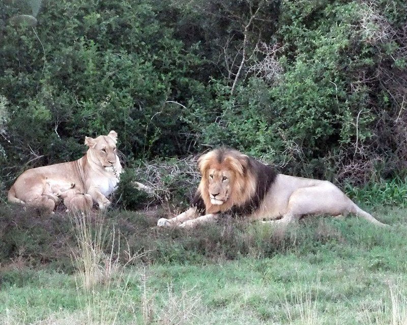 Addo Riverbank On Sundays 2 Night Safari Package Colchester Eastern Cape South Africa Unsaturated, Lion, Mammal, Animal, Big Cat, Predator