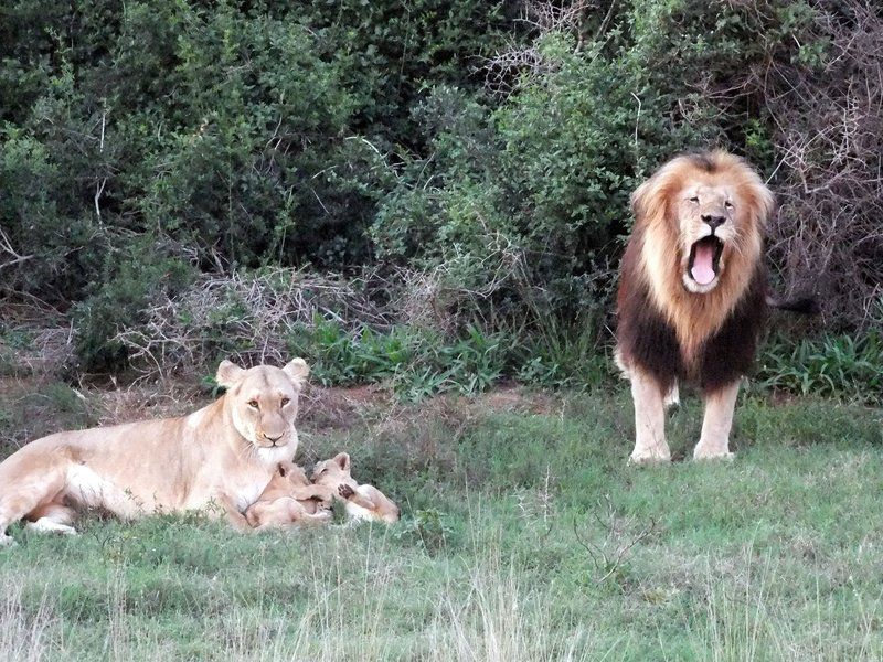 Addo Riverbank On Sundays 2 Night Safari Package Colchester Eastern Cape South Africa Unsaturated, Lion, Mammal, Animal, Big Cat, Predator