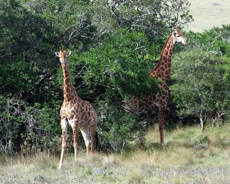 Addo Riverbank On Sundays 2 Night Safari Package Colchester Eastern Cape South Africa Giraffe, Mammal, Animal, Herbivore