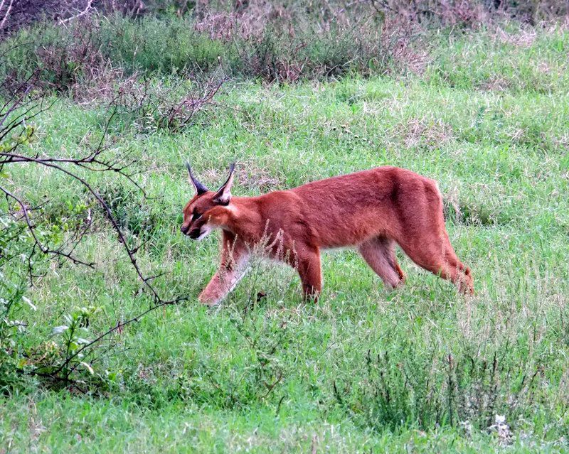 Addo Riverbank On Sundays 2 Night Safari Package Colchester Eastern Cape South Africa Animal