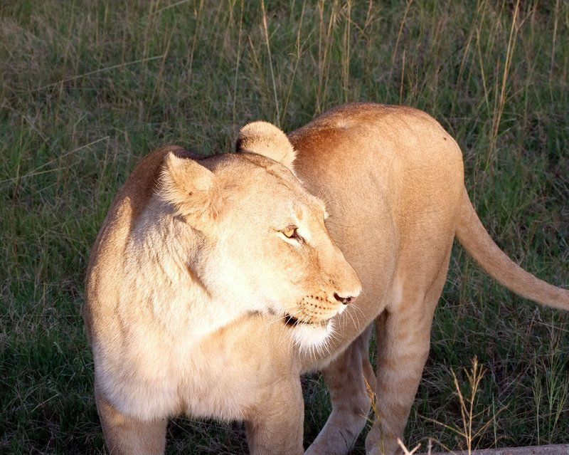 Addo Riverbank On Sundays 2 Night Safari Package Colchester Eastern Cape South Africa Lion, Mammal, Animal, Big Cat, Predator