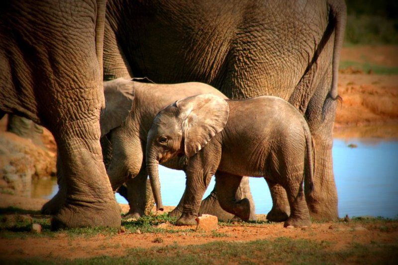 Addo Riverbank On Sundays 2 Night Safari Package Colchester Eastern Cape South Africa Elephant, Mammal, Animal, Herbivore