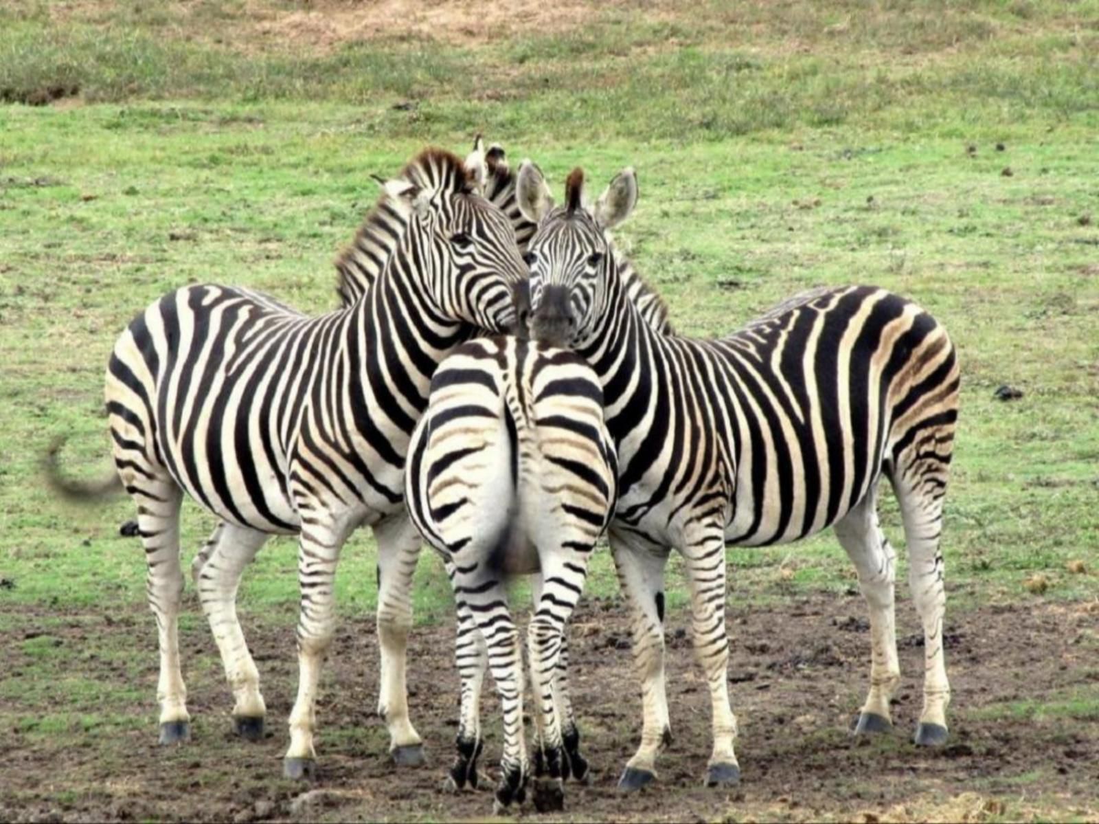 Kronenhoff Guesthouse Kirkwood Eastern Cape South Africa Zebra, Mammal, Animal, Herbivore