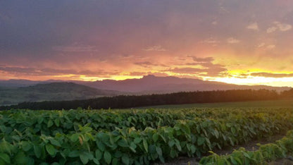 Adel Cottage Champagne Valley Kwazulu Natal South Africa Field, Nature, Agriculture, Sky, Sunflower, Flower, Plant, Sunset