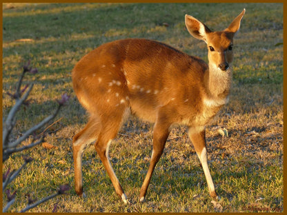 Adonsonia Lodge, Deer, Mammal, Animal, Herbivore