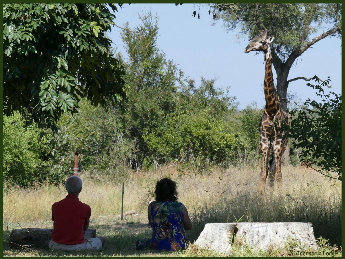 Adonsonia Lodge, Giraffe, Mammal, Animal, Herbivore, Person