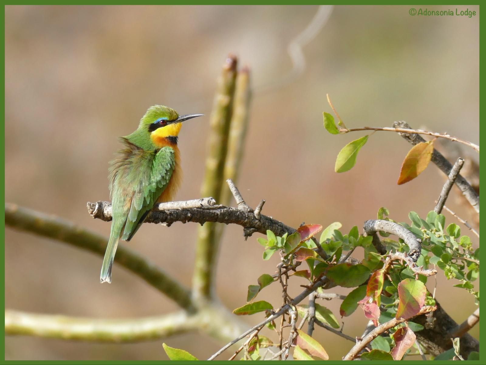 Adonsonia Lodge, Bird, Animal