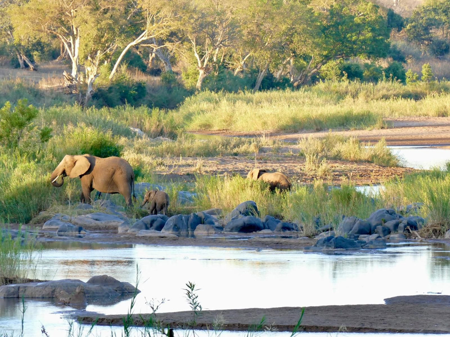 Adonsonia Lodge, Animal