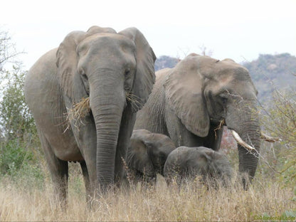 Adonsonia Lodge, Elephant, Mammal, Animal, Herbivore