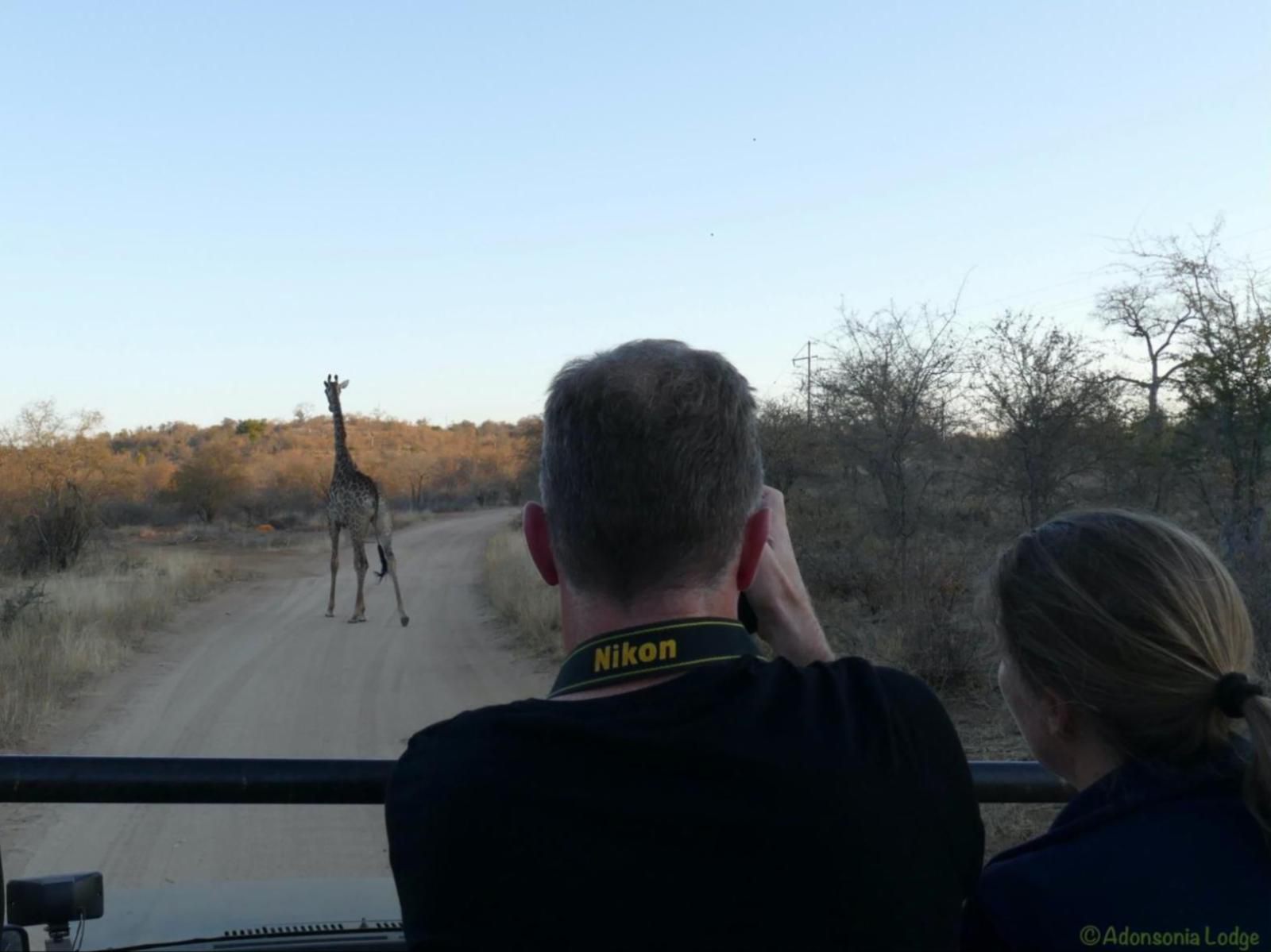 Adonsonia Lodge, Giraffe, Mammal, Animal, Herbivore, Person