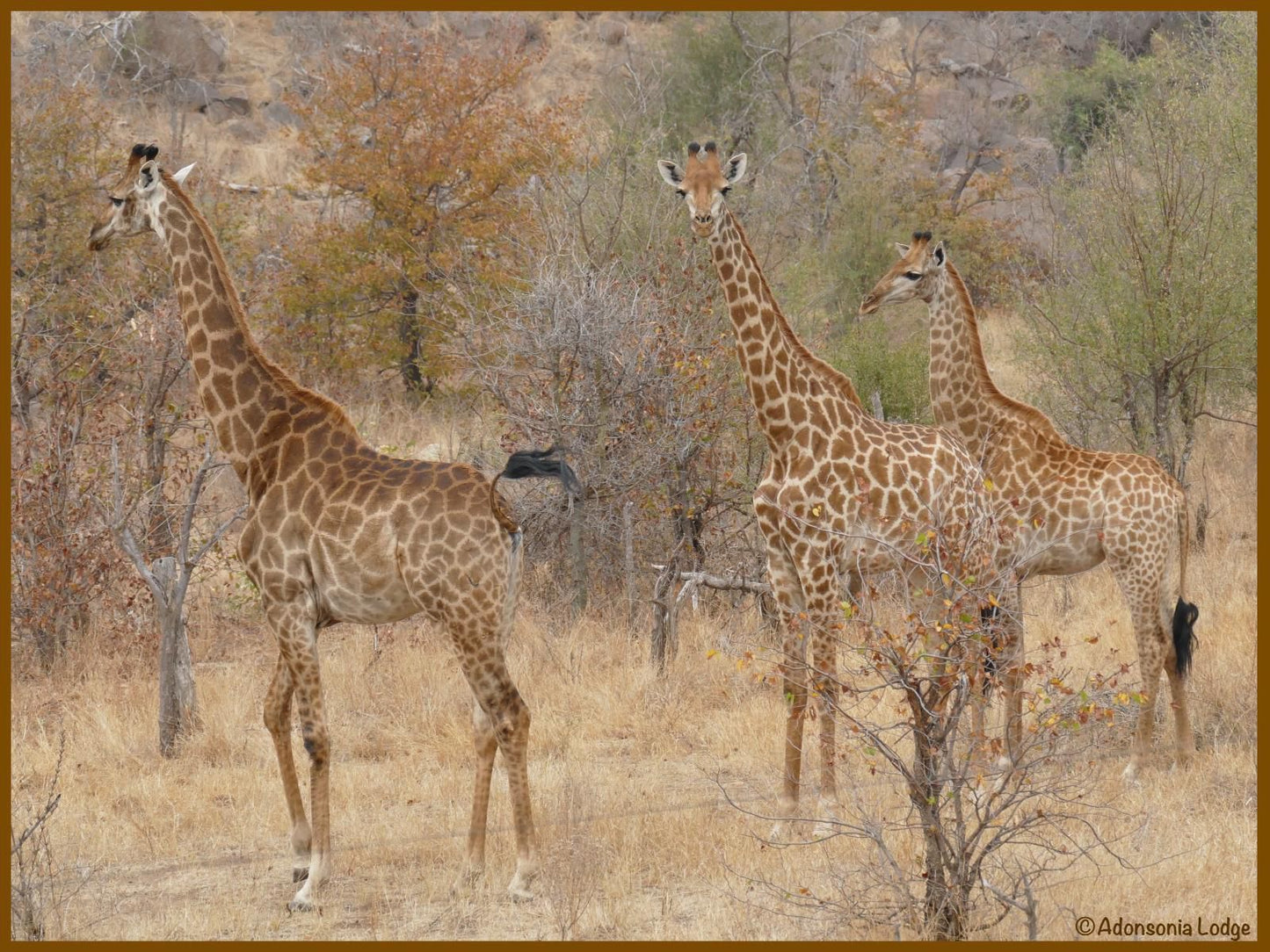 Adonsonia Lodge, Sepia Tones, Giraffe, Mammal, Animal, Herbivore