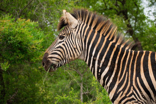 Adventure Bush Villa Marloth Park Mpumalanga South Africa Zebra, Mammal, Animal, Herbivore
