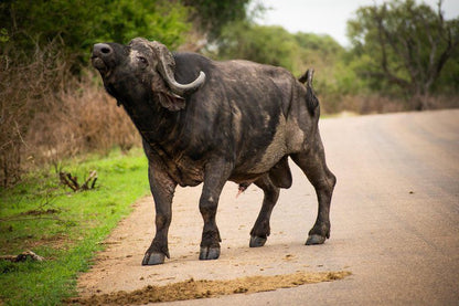 Adventure Bush Villa Marloth Park Mpumalanga South Africa Water Buffalo, Mammal, Animal, Herbivore