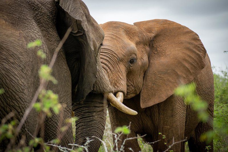 Adventure Bush Villa Marloth Park Mpumalanga South Africa Elephant, Mammal, Animal, Herbivore