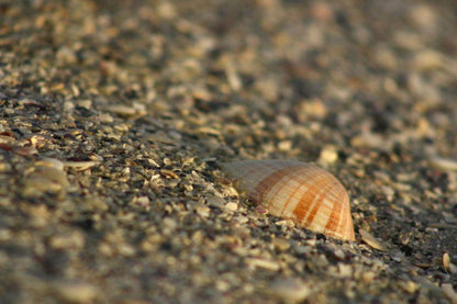 A Farm House Onrus Hermanus Western Cape South Africa Sepia Tones, Snail, Animal