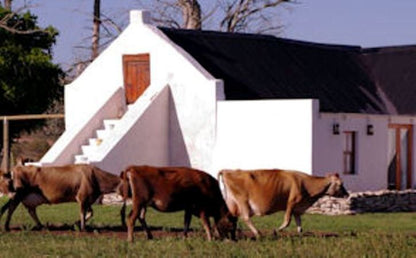 A Farm Story Country House Stilbaai Western Cape South Africa Cow, Mammal, Animal, Agriculture, Farm Animal, Herbivore, Barn, Building, Architecture, Wood