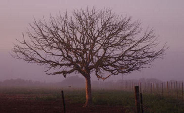 A Farm Story Country House Stilbaai Western Cape South Africa Fog, Nature, Tree, Plant, Wood