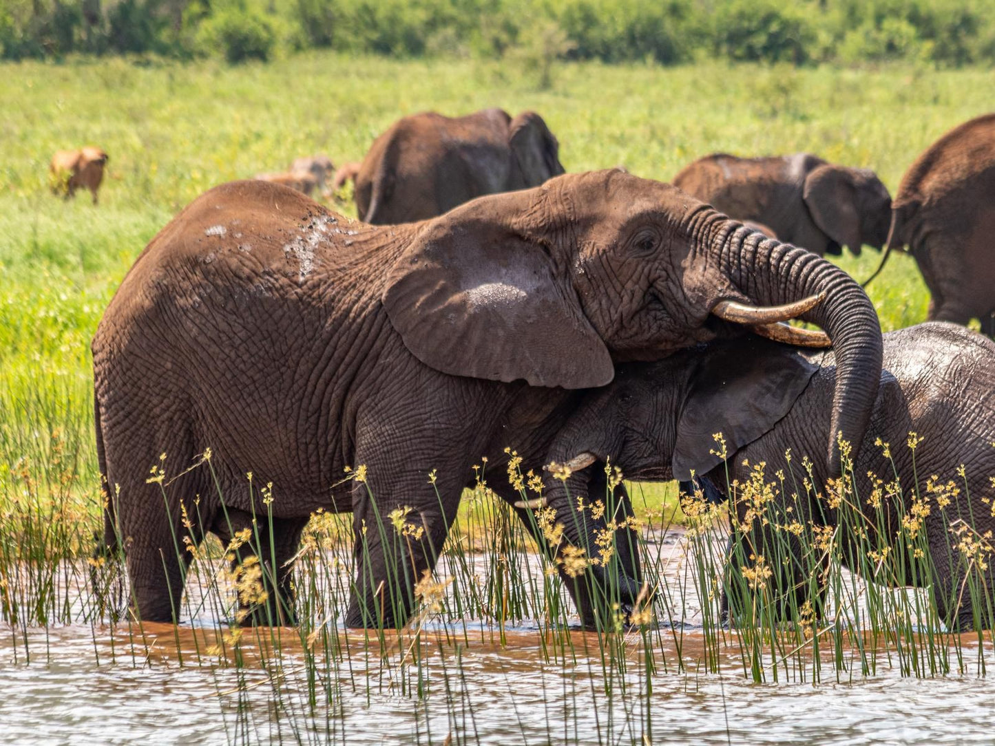 Africamps At White Elephant Safaris Pongola Game Reserve Kwazulu Natal South Africa Elephant, Mammal, Animal, Herbivore