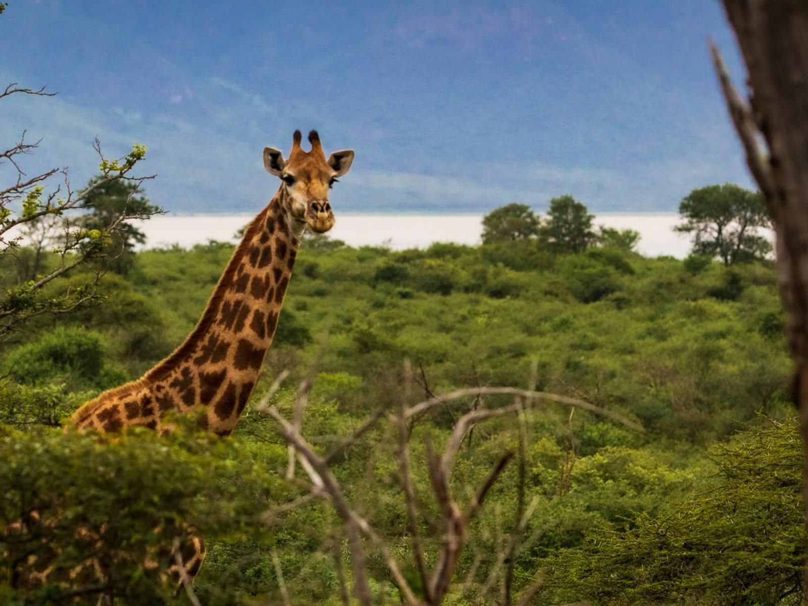 Africamps At White Elephant Safaris Pongola Game Reserve Kwazulu Natal South Africa Complementary Colors, Giraffe, Mammal, Animal, Herbivore