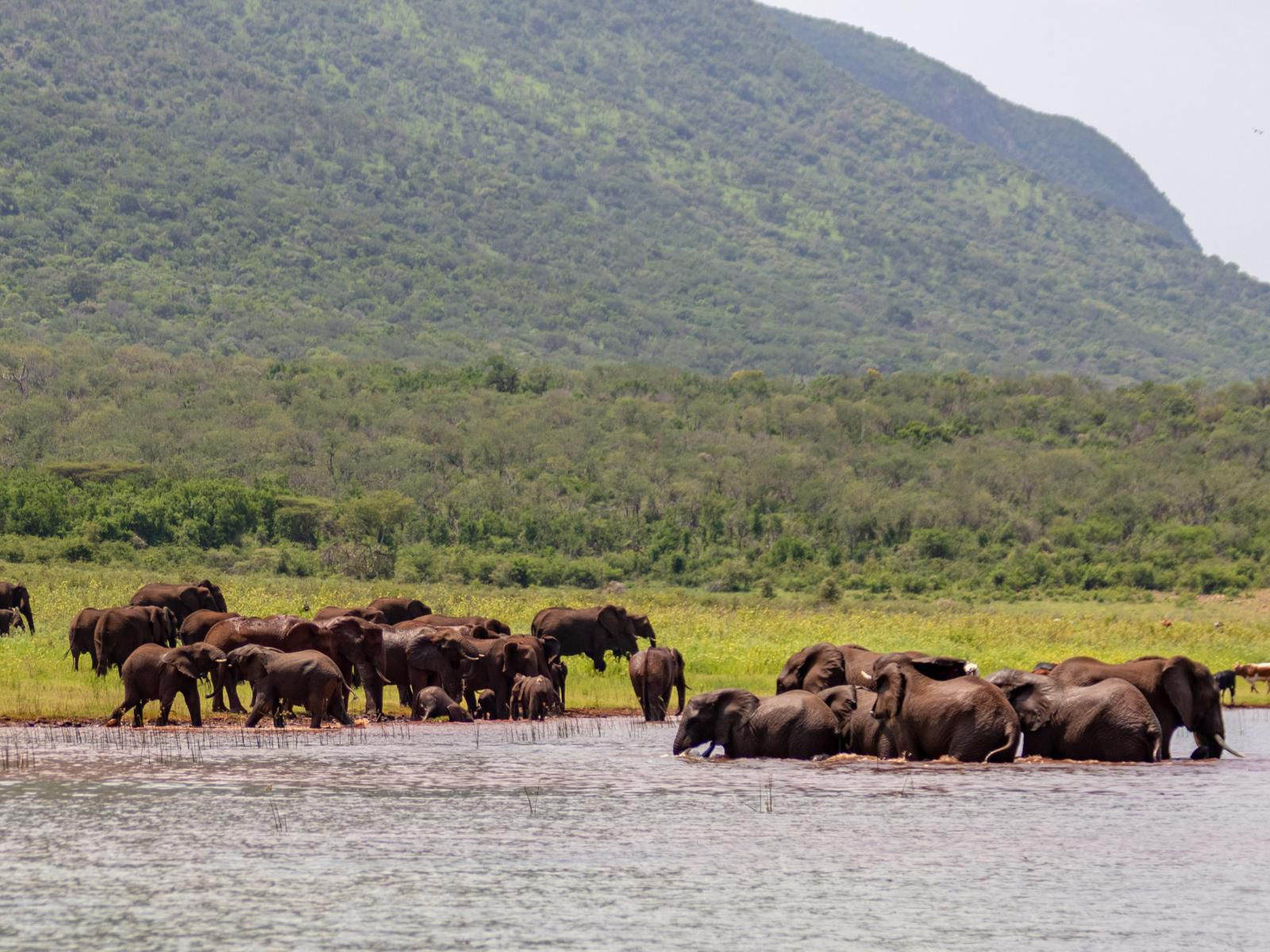 Africamps At White Elephant Safaris Pongola Game Reserve Kwazulu Natal South Africa Elephant, Mammal, Animal, Herbivore